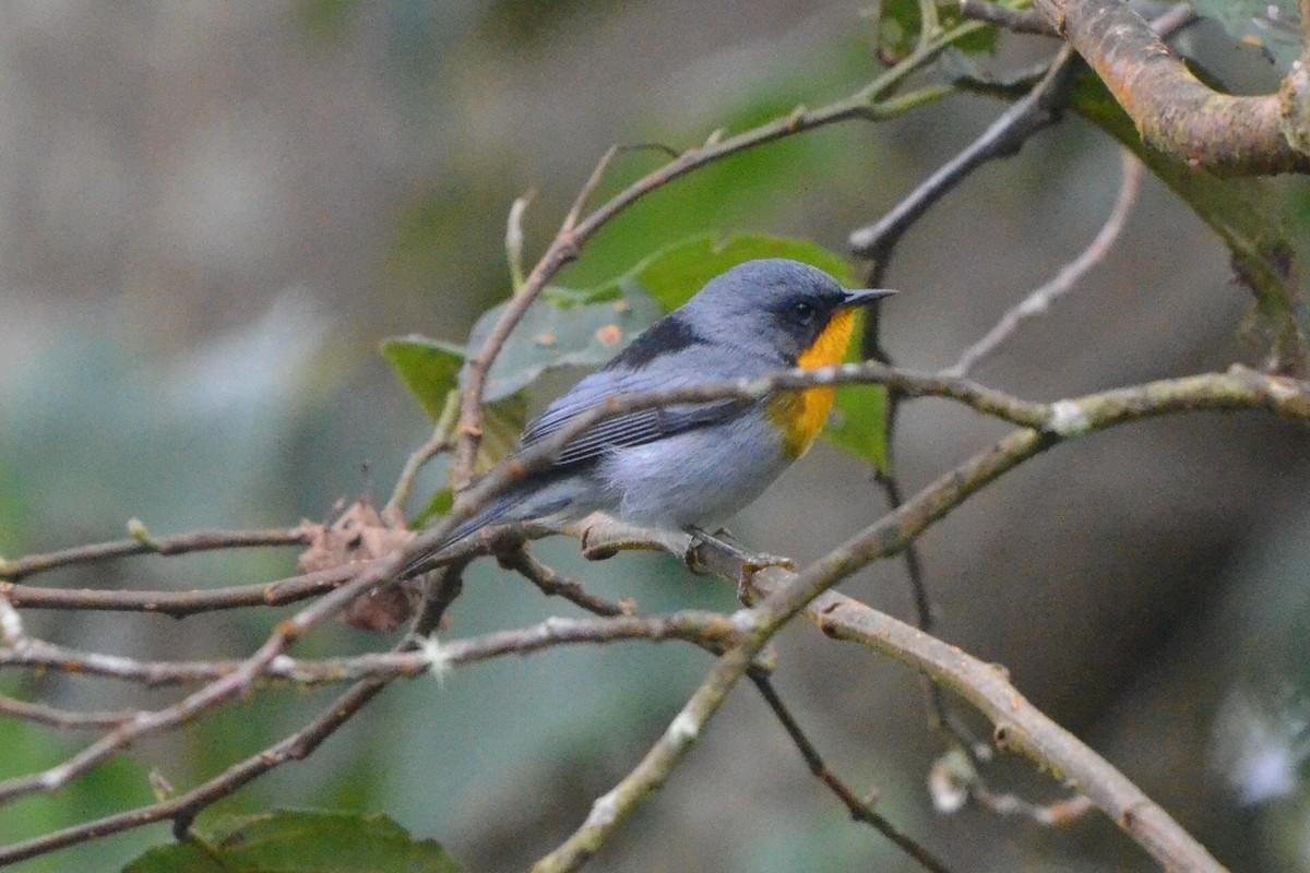 Flame-throated Warbler - ML646868574