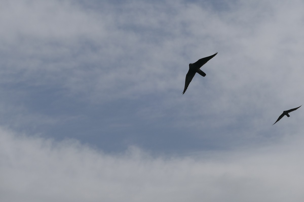 Faucon émerillon - ML646868578