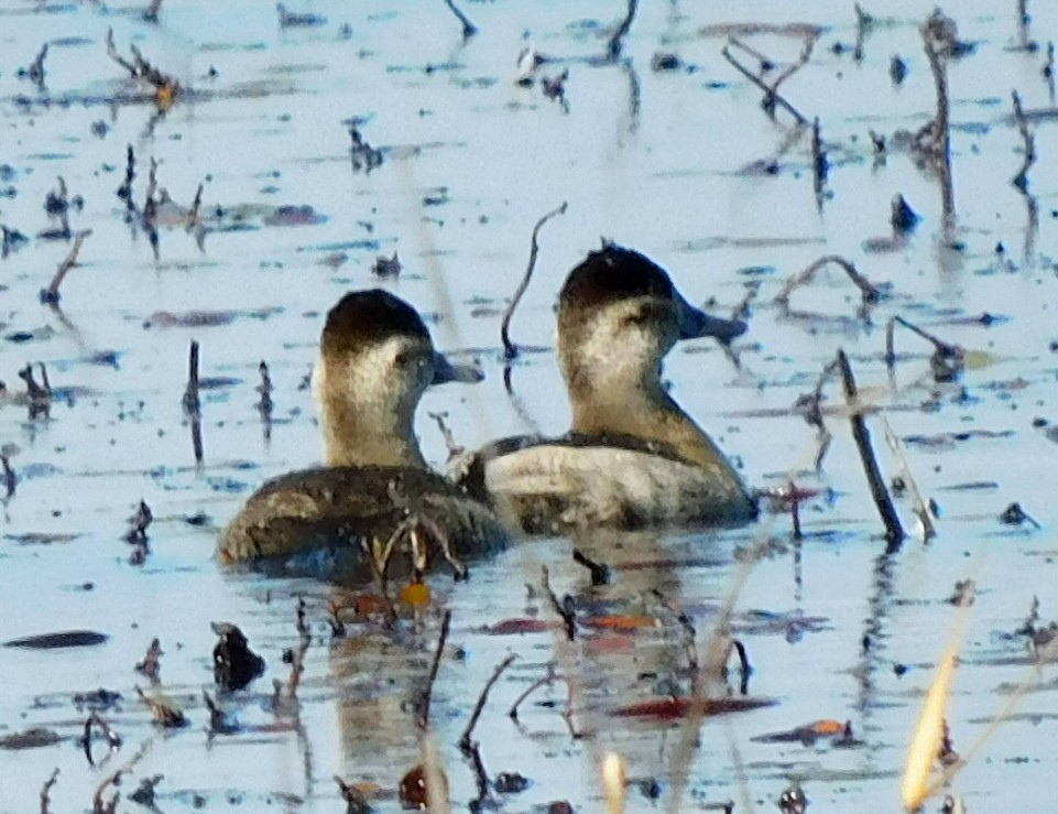 Савка американська - ML646868580