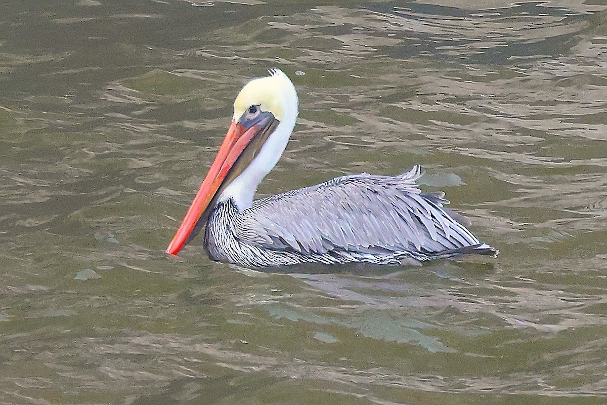 Brown Pelican - ML646868581