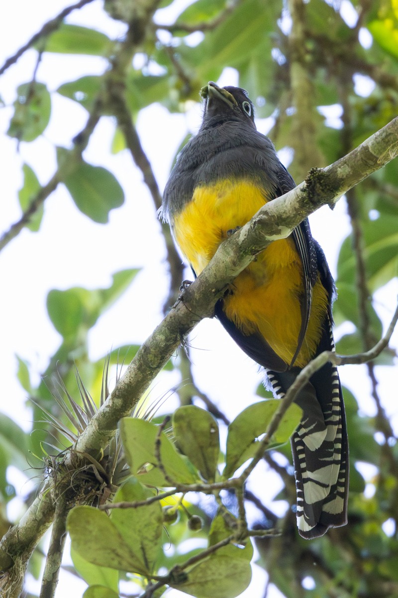 Green-backed Trogon - ML646868582