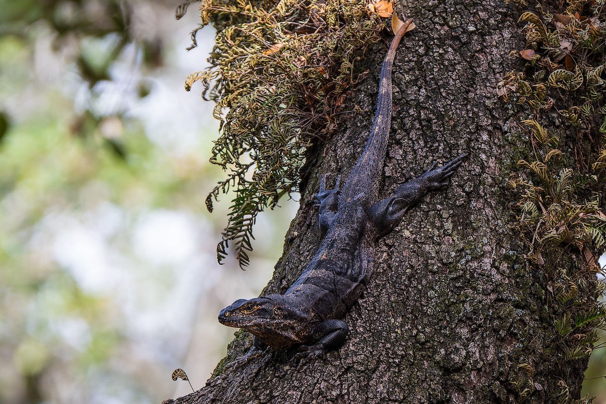 Черная Шипохвостая Игуана - ML646868583