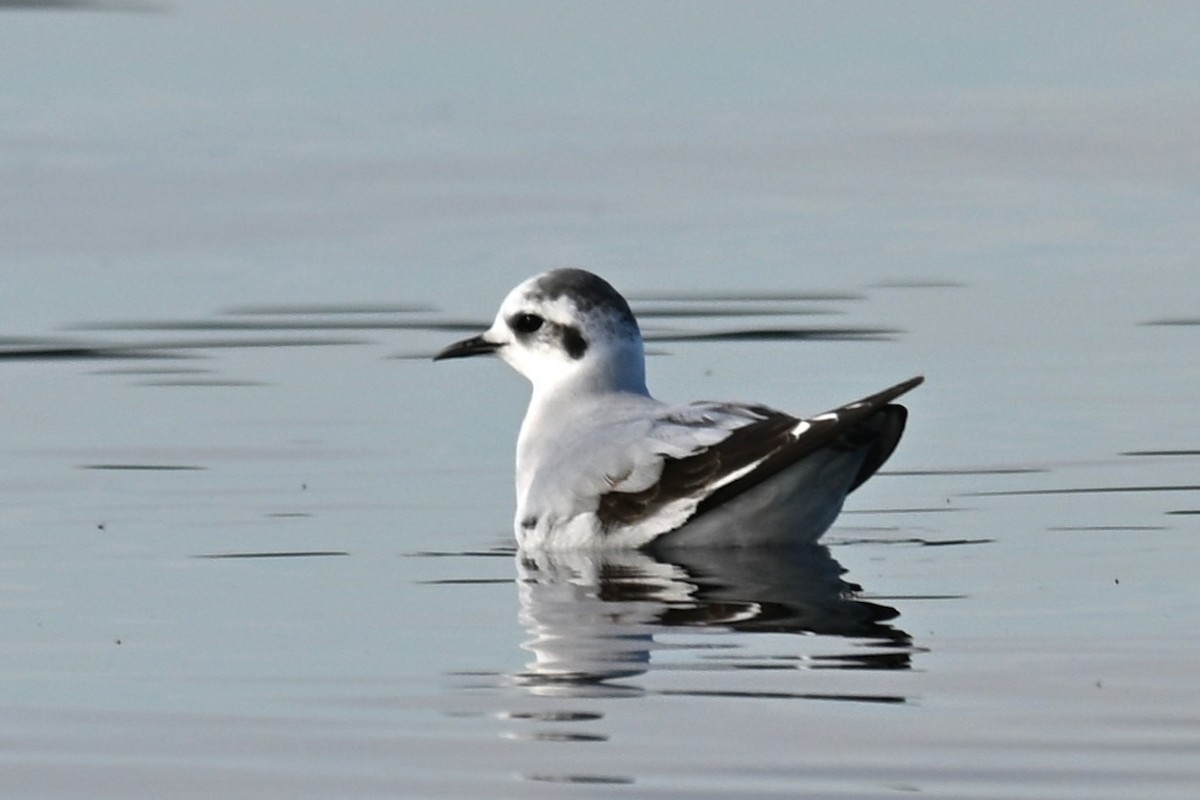 Mouette pygmée - ML646868584