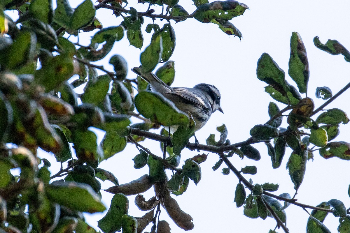 Black-throated Gray Warbler - ML646868586