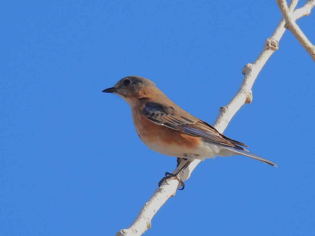 Eastern Bluebird - ML646868590