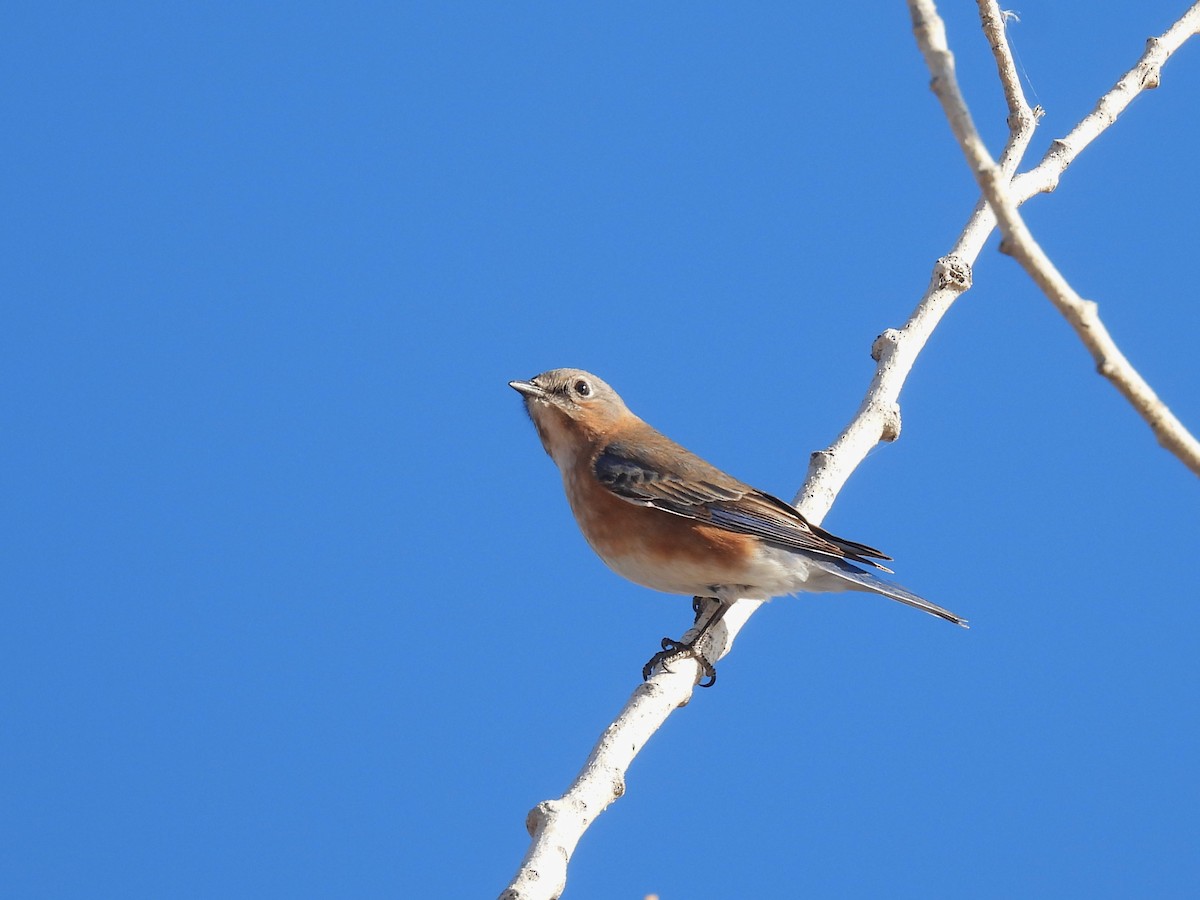 Eastern Bluebird - ML646868591