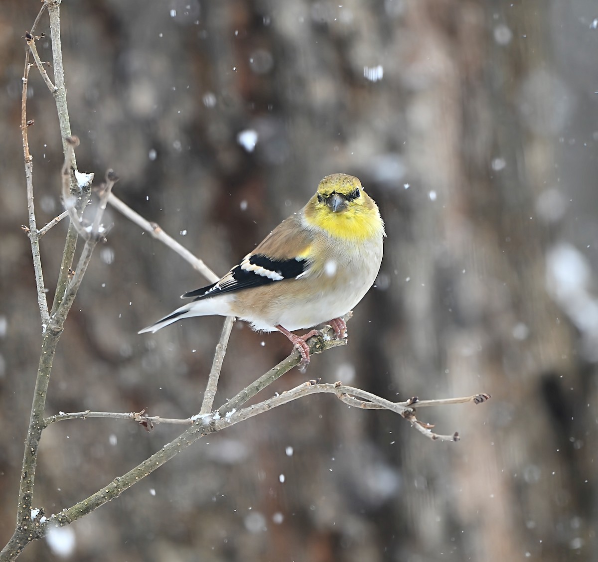 Chardonneret jaune - ML646868592