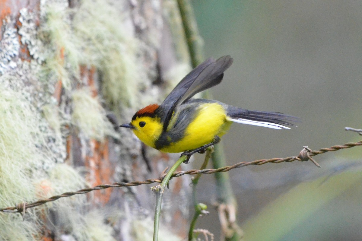 Paruline ceinturée - ML646868593