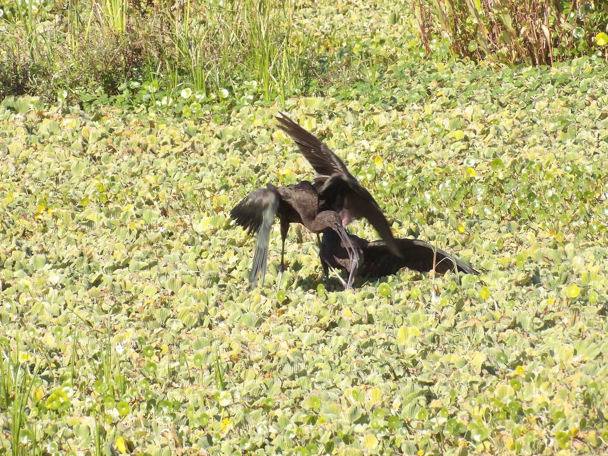 Ibis falcinelle - ML646868594