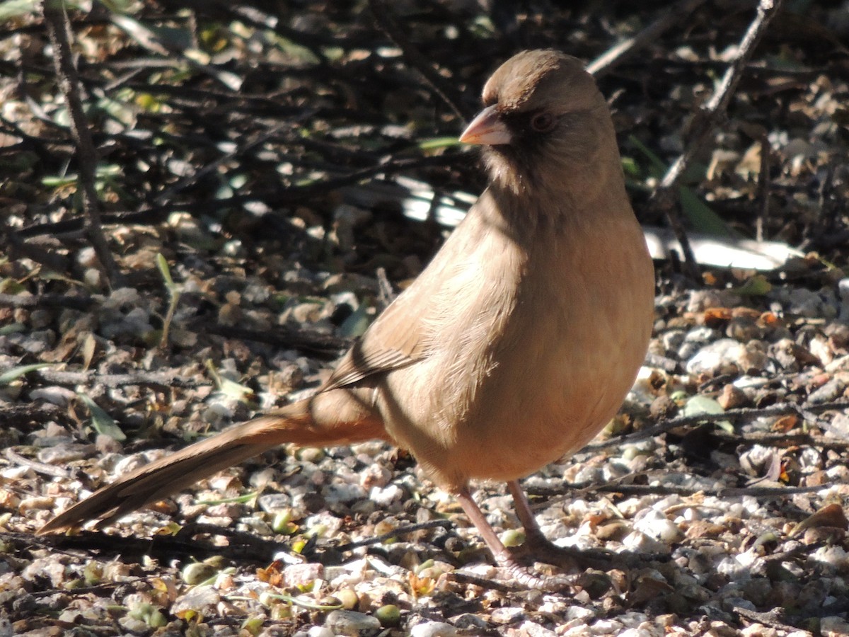 Tohi d'Abert - ML646868595