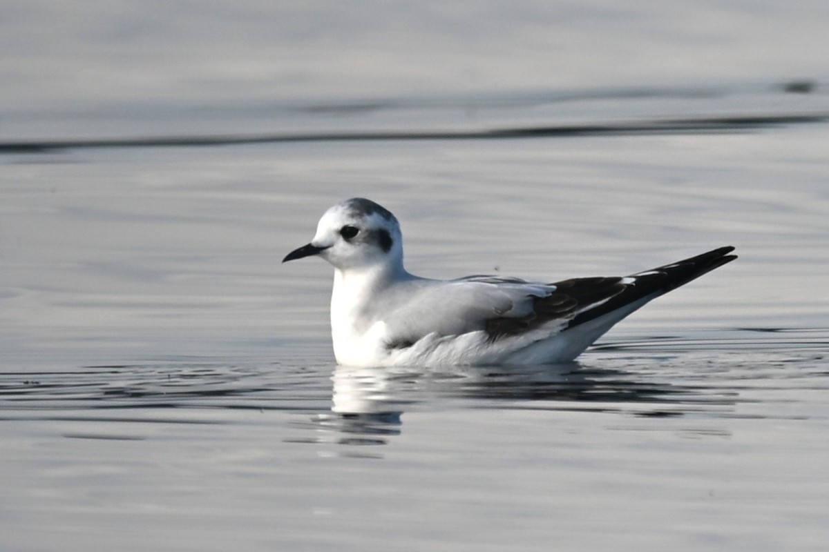Mouette pygmée - ML646868596