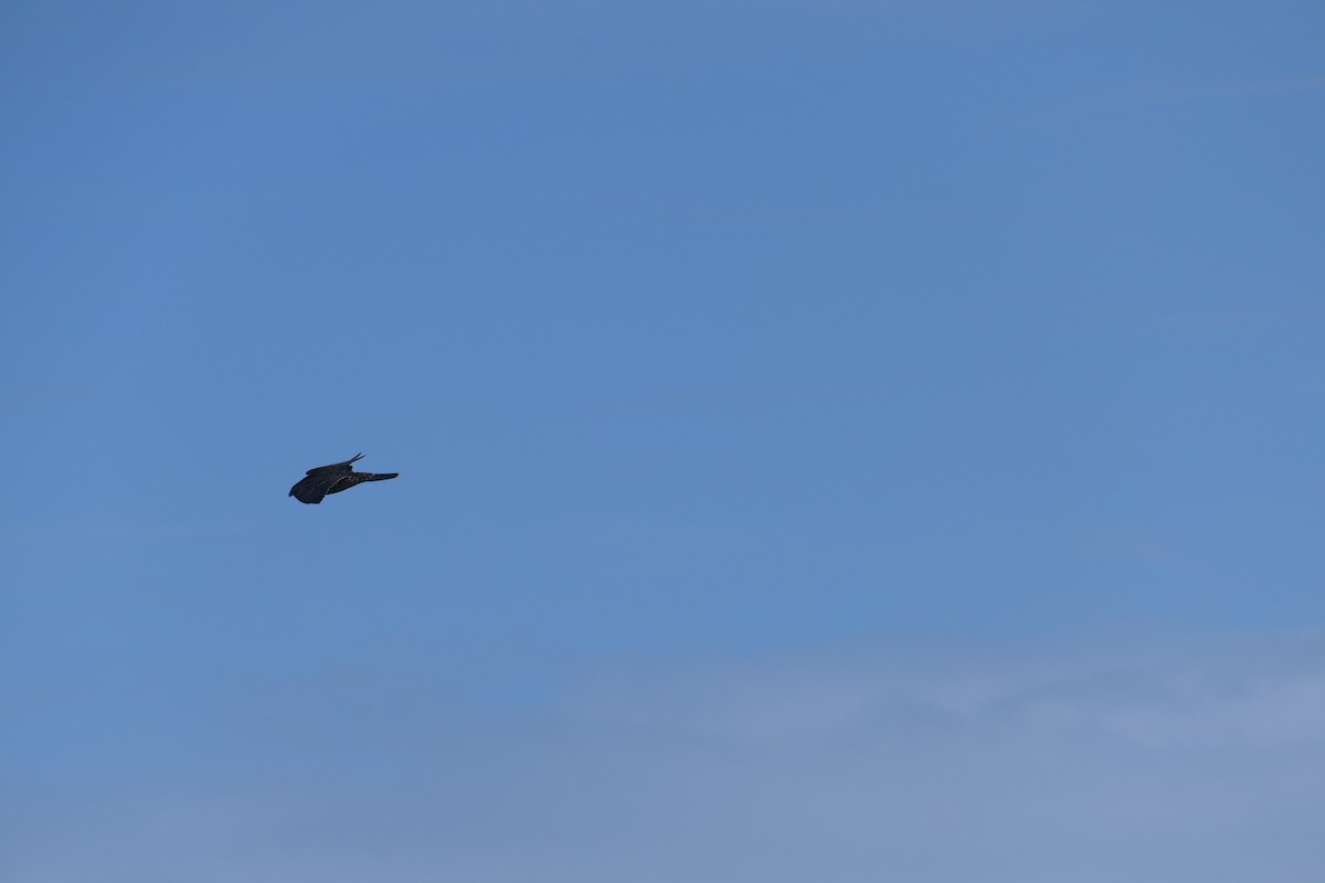 Faucon pèlerin - ML646868598