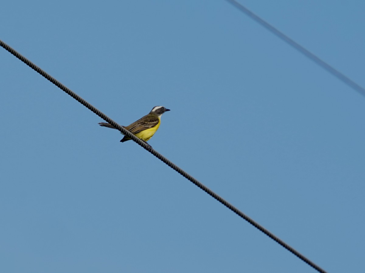 Tyran sociable - ML646868602