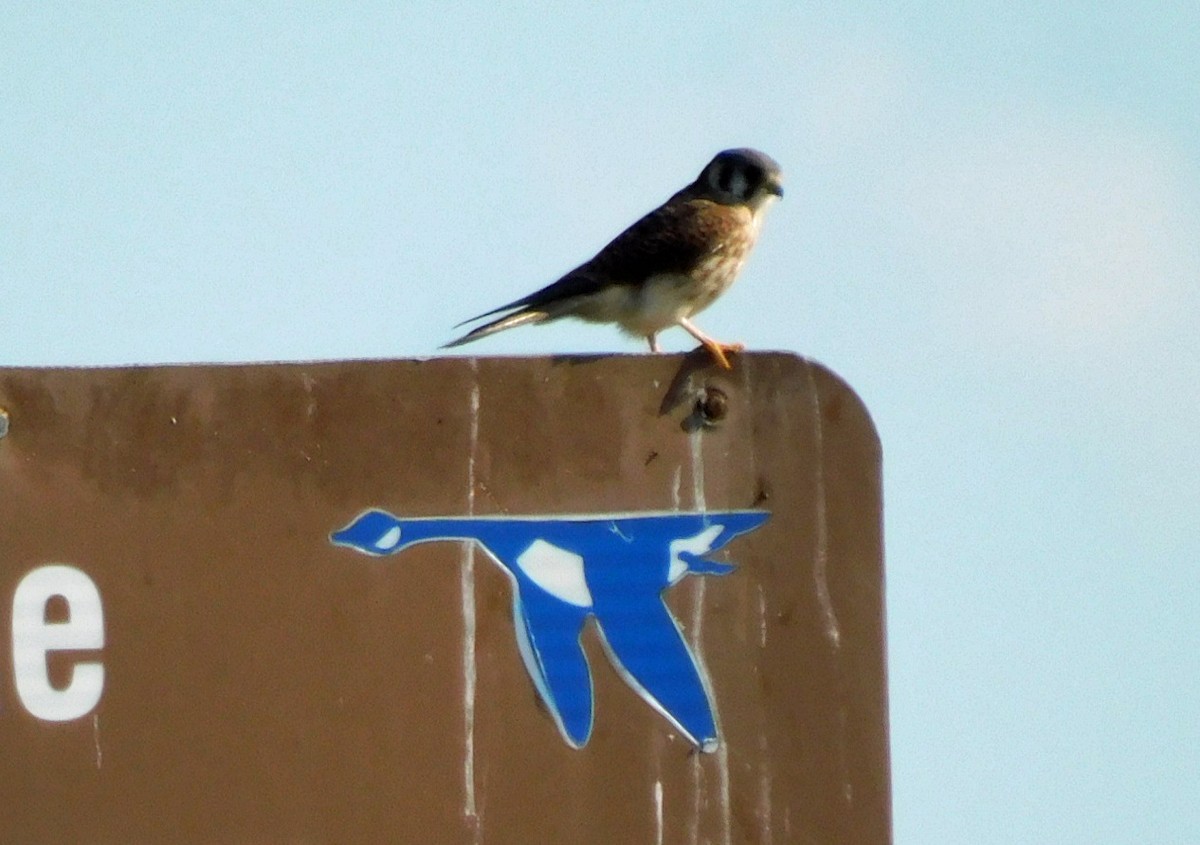 Crécerelle d'Amérique - ML646868603