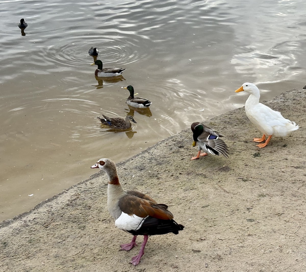 Canard colvert (forme domestique) - ML646868604