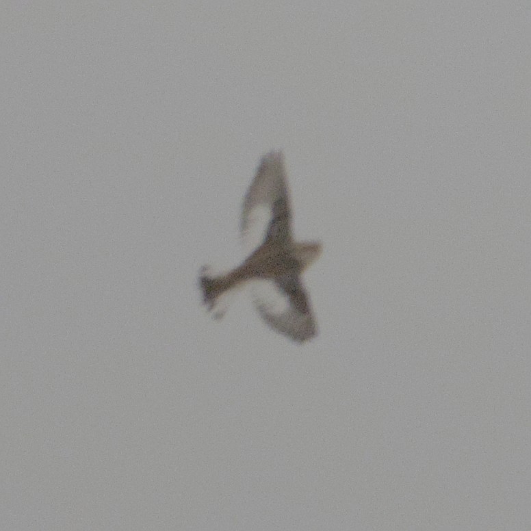 Plectrophane des neiges - ML646868605