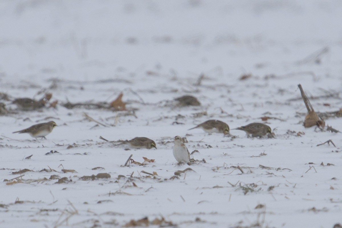 Plectrophane des neiges - ML646868606