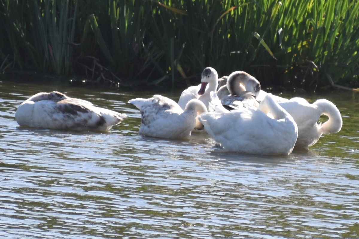 Coscoroba blanc - ML646868609