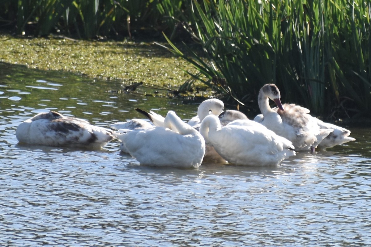 Coscoroba blanc - ML646868610