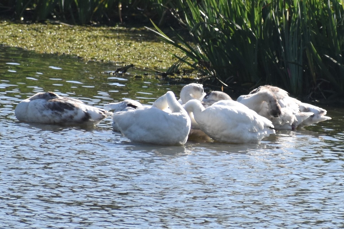 Coscoroba blanc - ML646868611