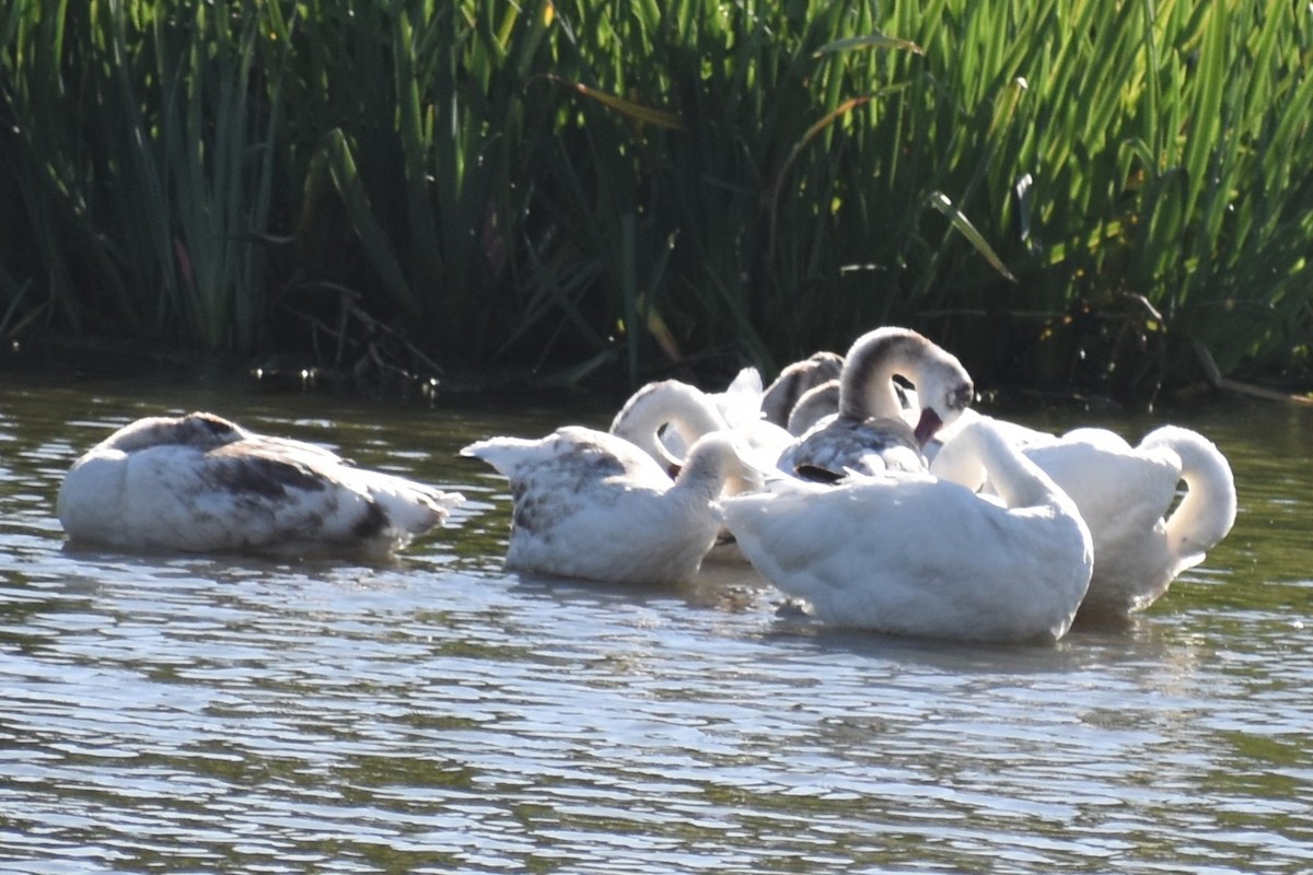 Coscoroba blanc - ML646868612