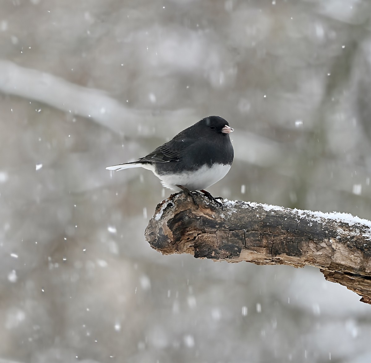 Junco ardoisé - ML646868613