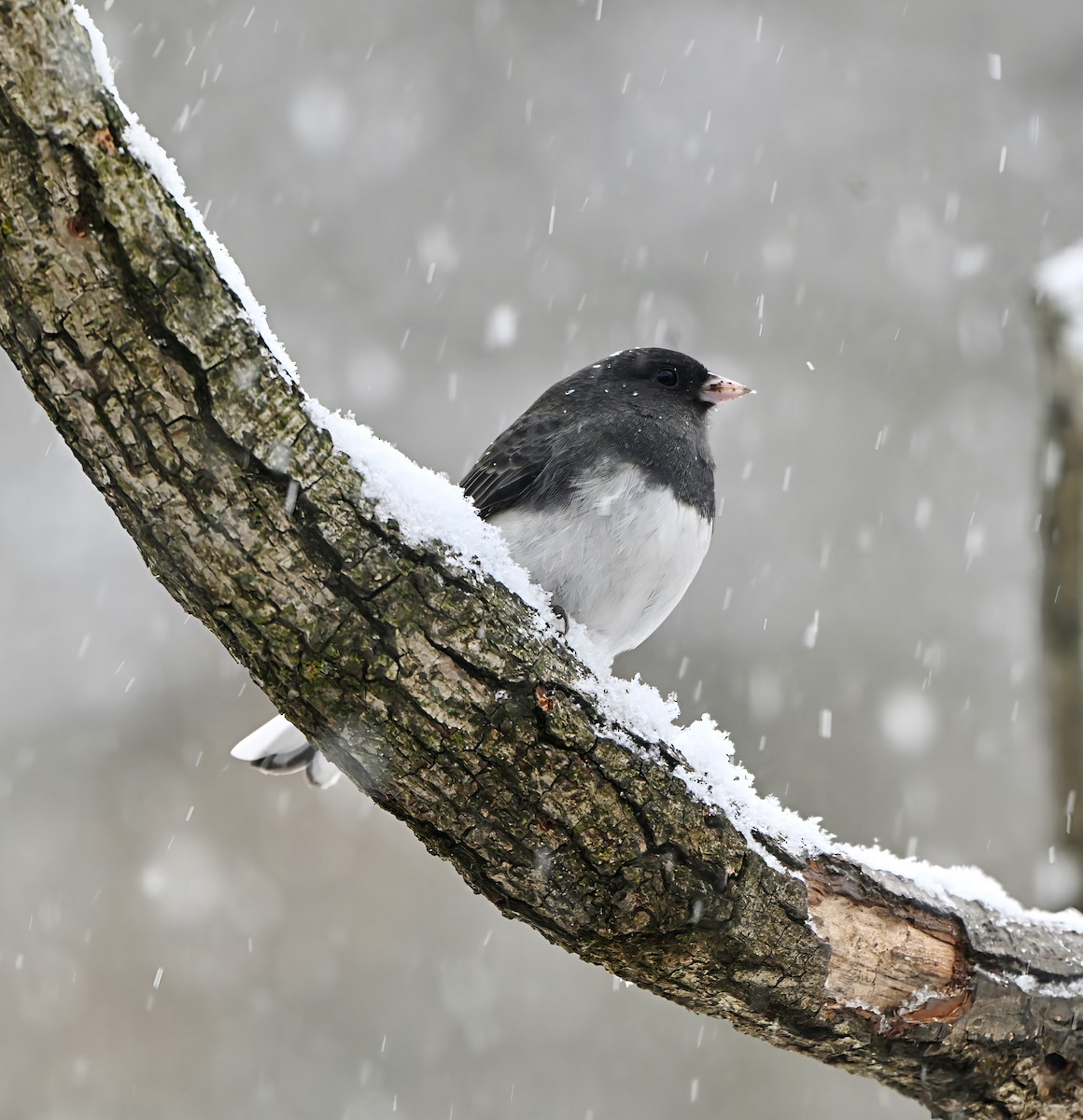Junco ardoisé - ML646868614