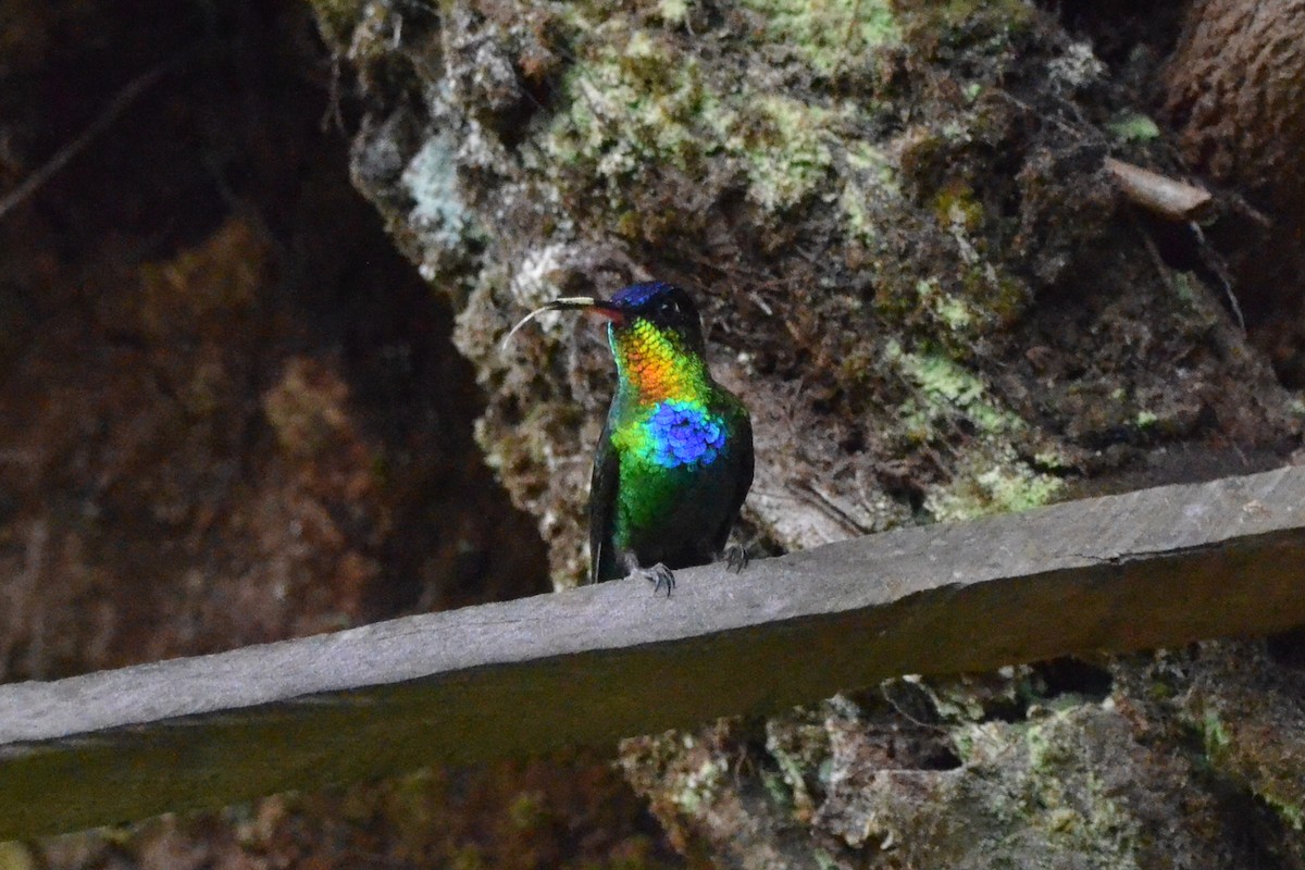 Colibri insigne - ML646868616