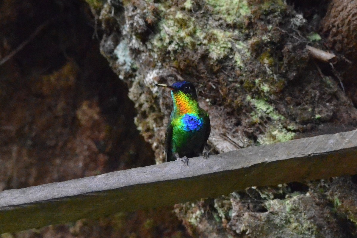 Colibri insigne - ML646868617