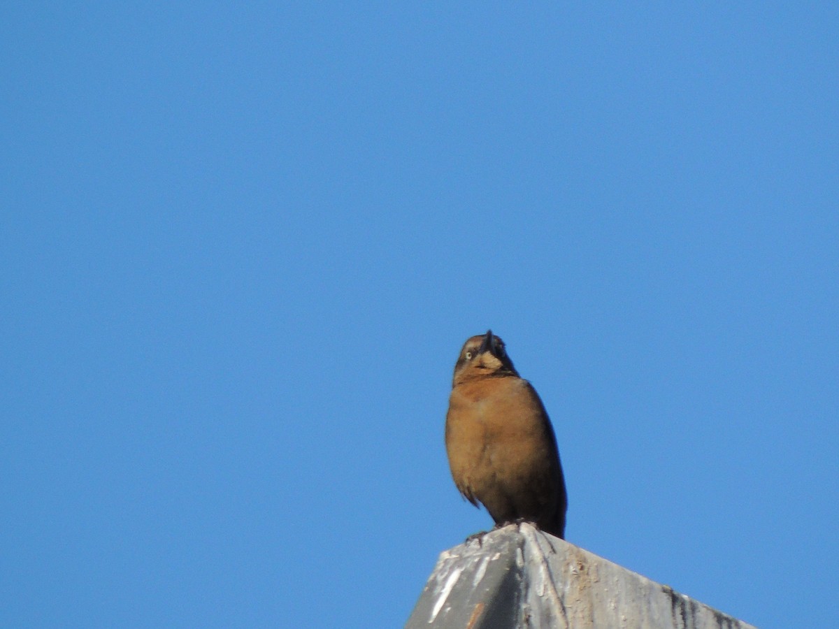 Quiscale à longue queue - ML646868618