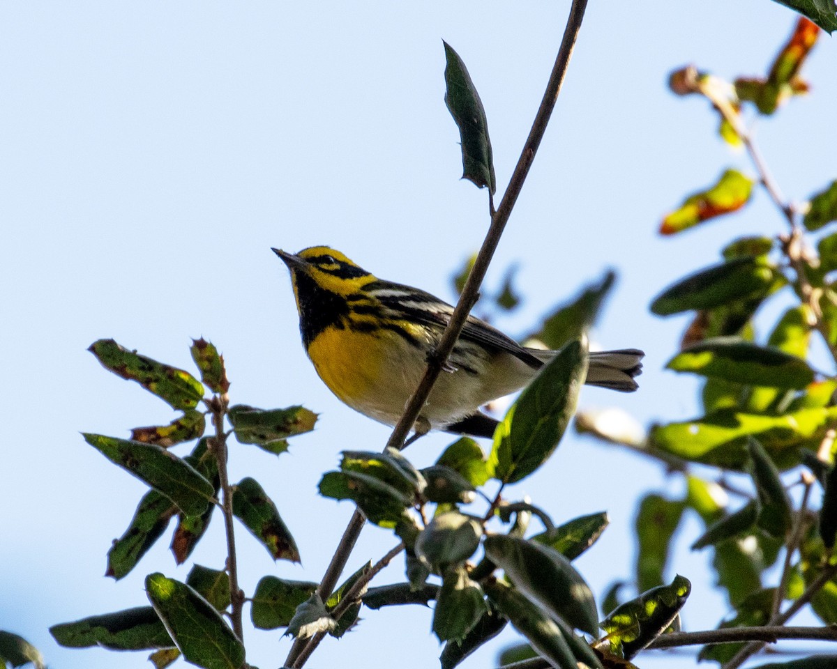 Paruline de Townsend - ML646868619