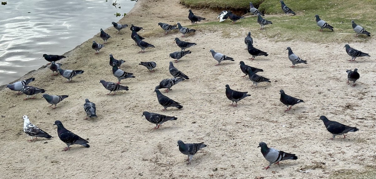 Pigeon biset (forme domestique) - ML646868621