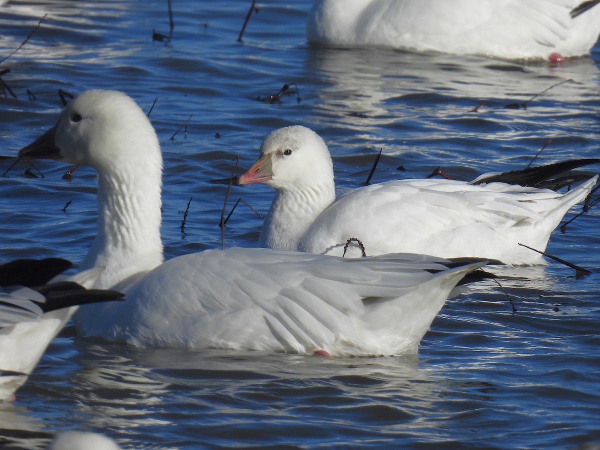 Oie de Ross - ML646868622