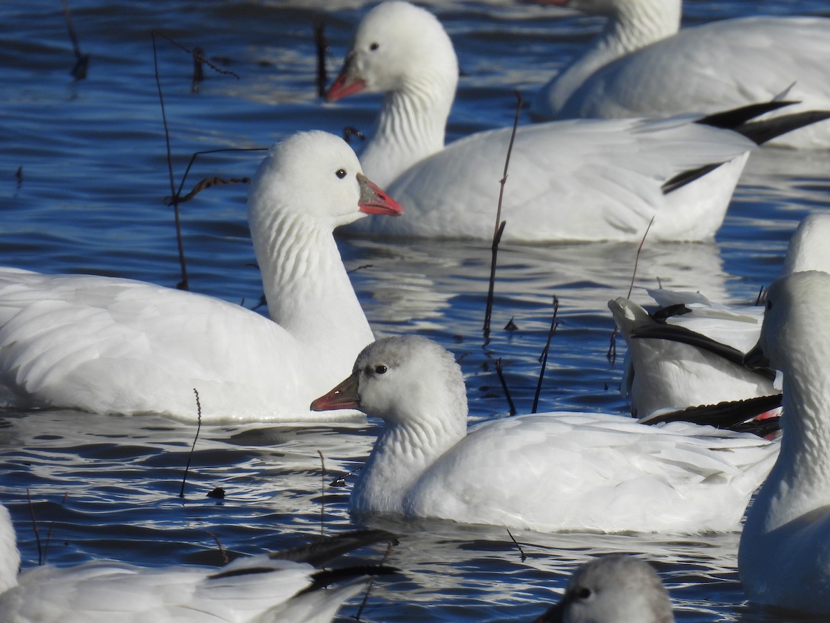 Oie de Ross - ML646868623