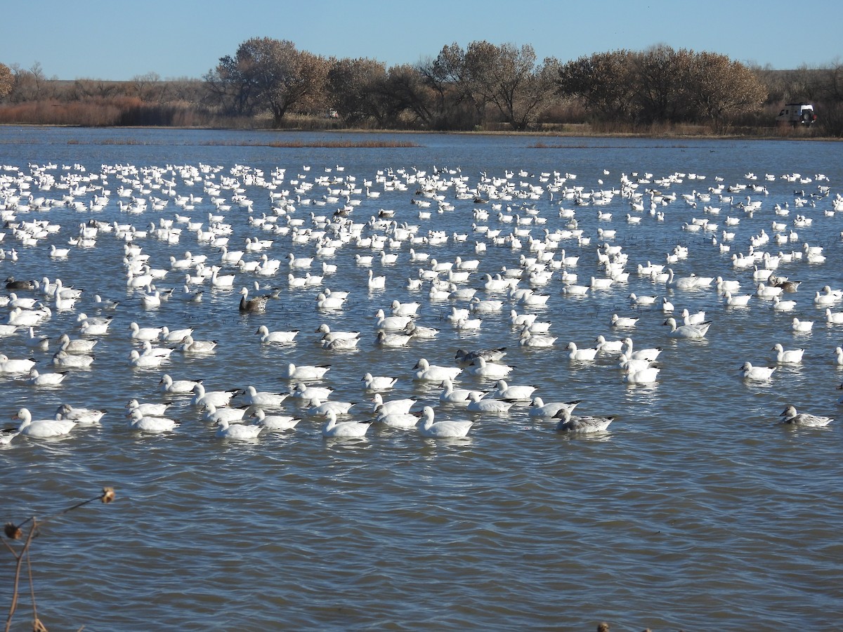 Ross's Goose - ML646868625