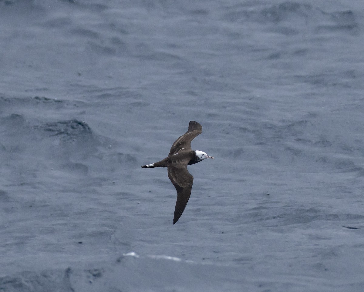 Puffin fouquet - ML646868626