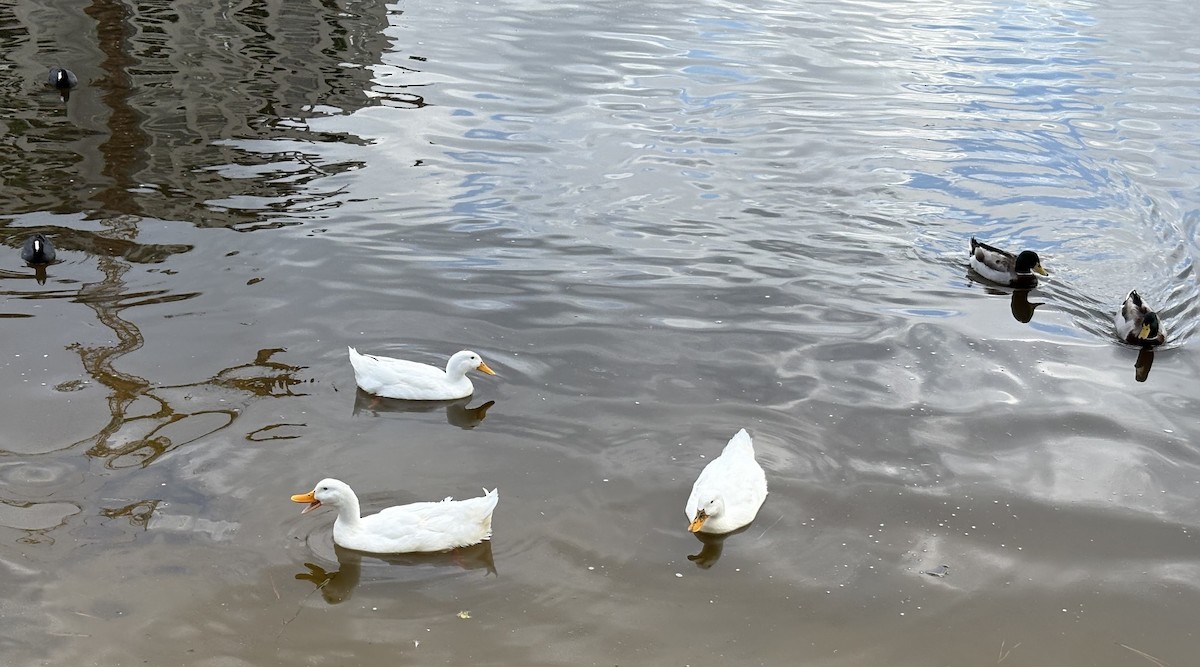 Canard colvert (forme domestique) - ML646868629