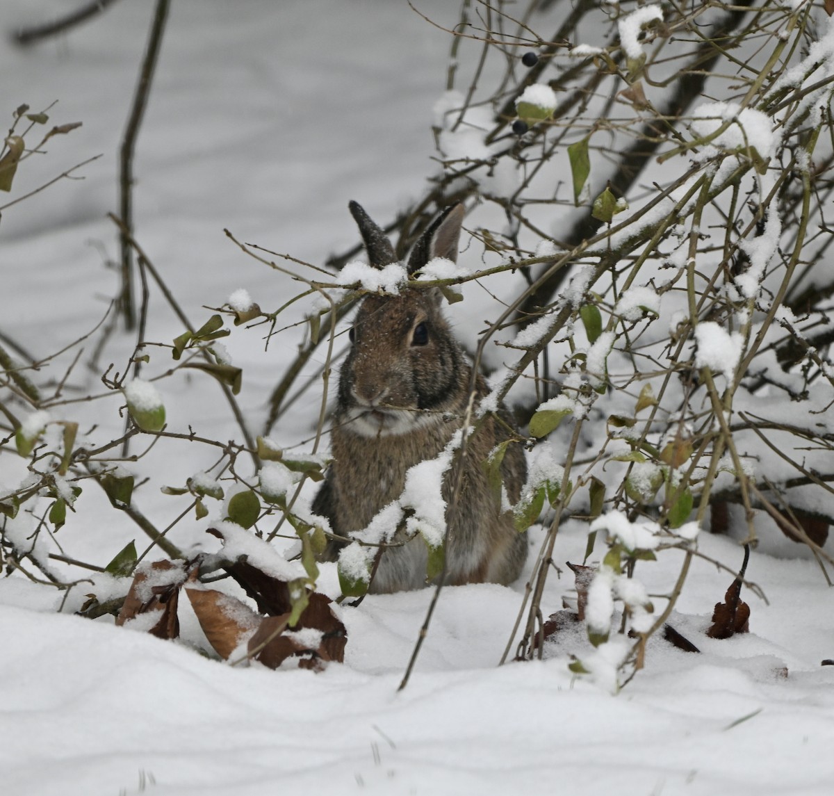 トウブワタオウサギ - ML646868630