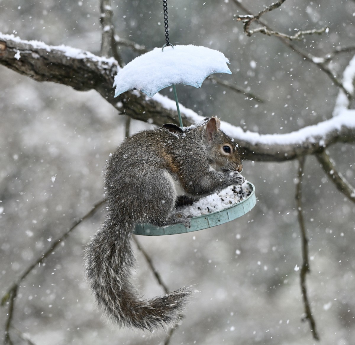 トウブハイイロリス - ML646868631