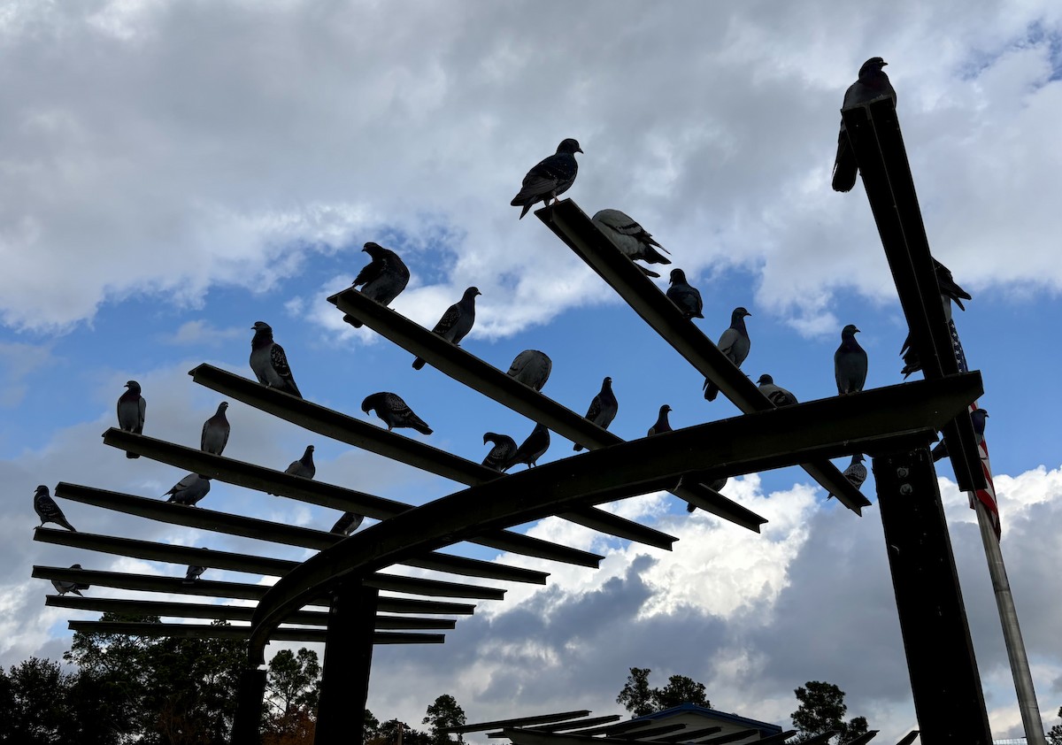 Pigeon biset (forme domestique) - ML646868632