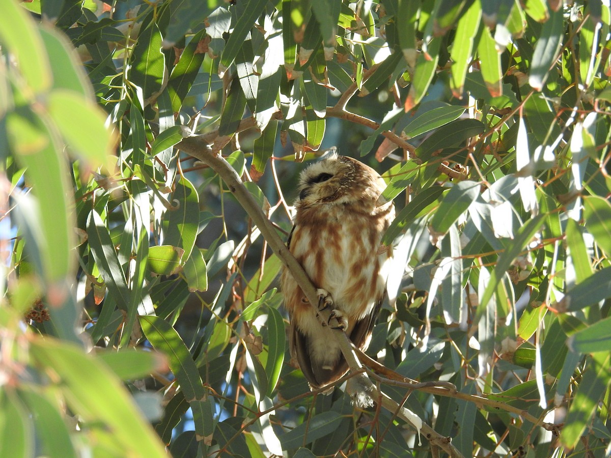 Northern Saw-whet Owl - ML646868633