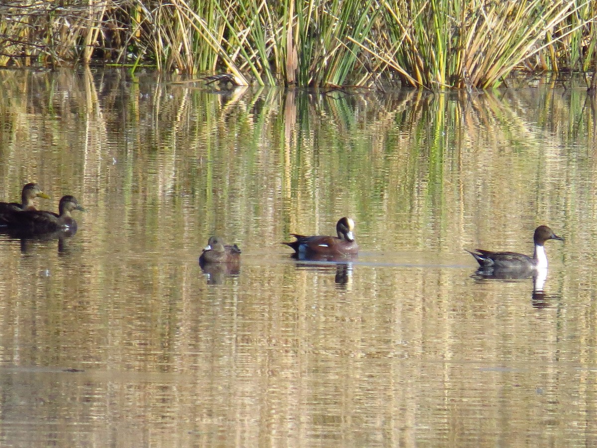 amerikablesand - ML646868635