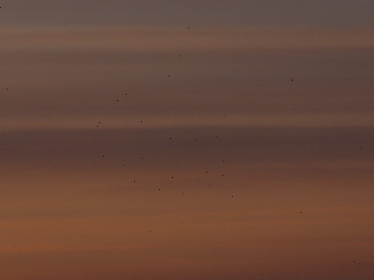 コマツグミ - ML646868636