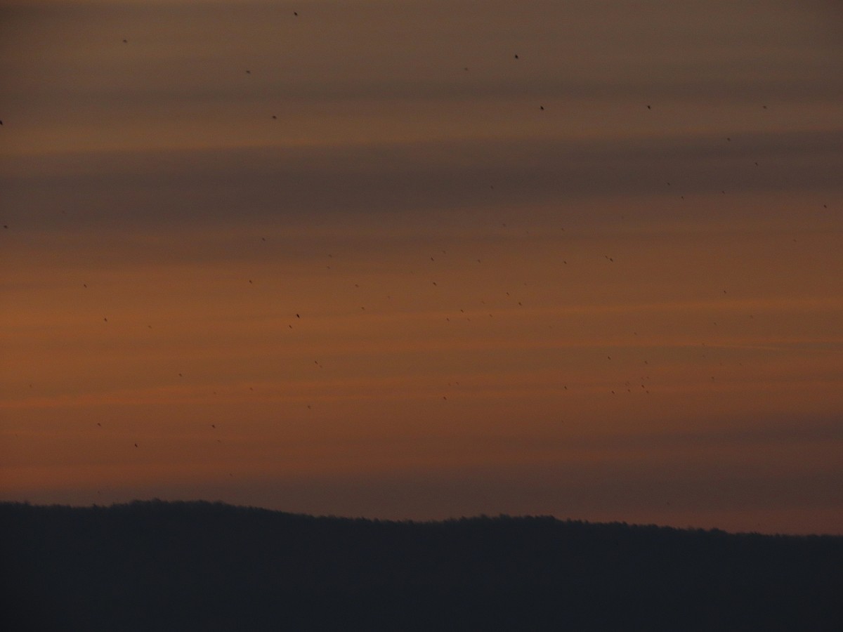 コマツグミ - ML646868637