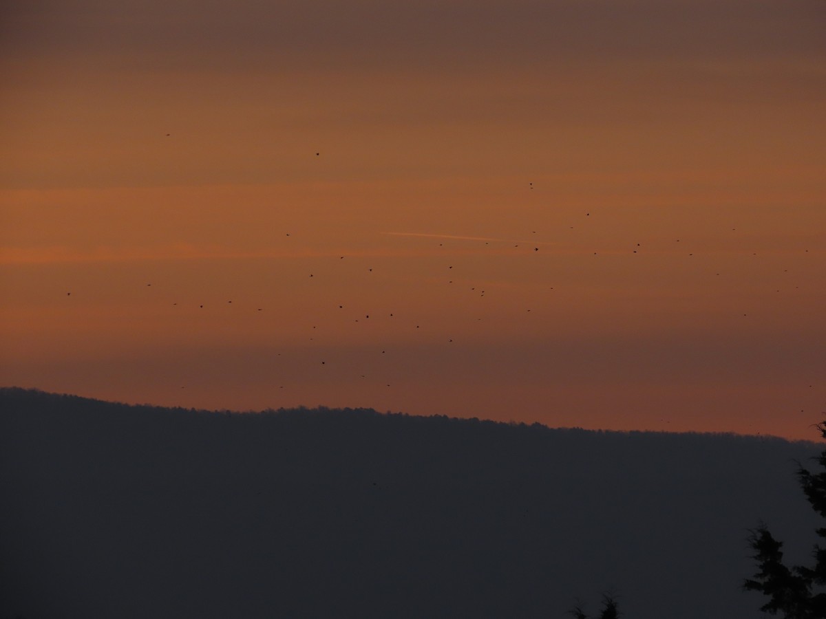 コマツグミ - ML646868638