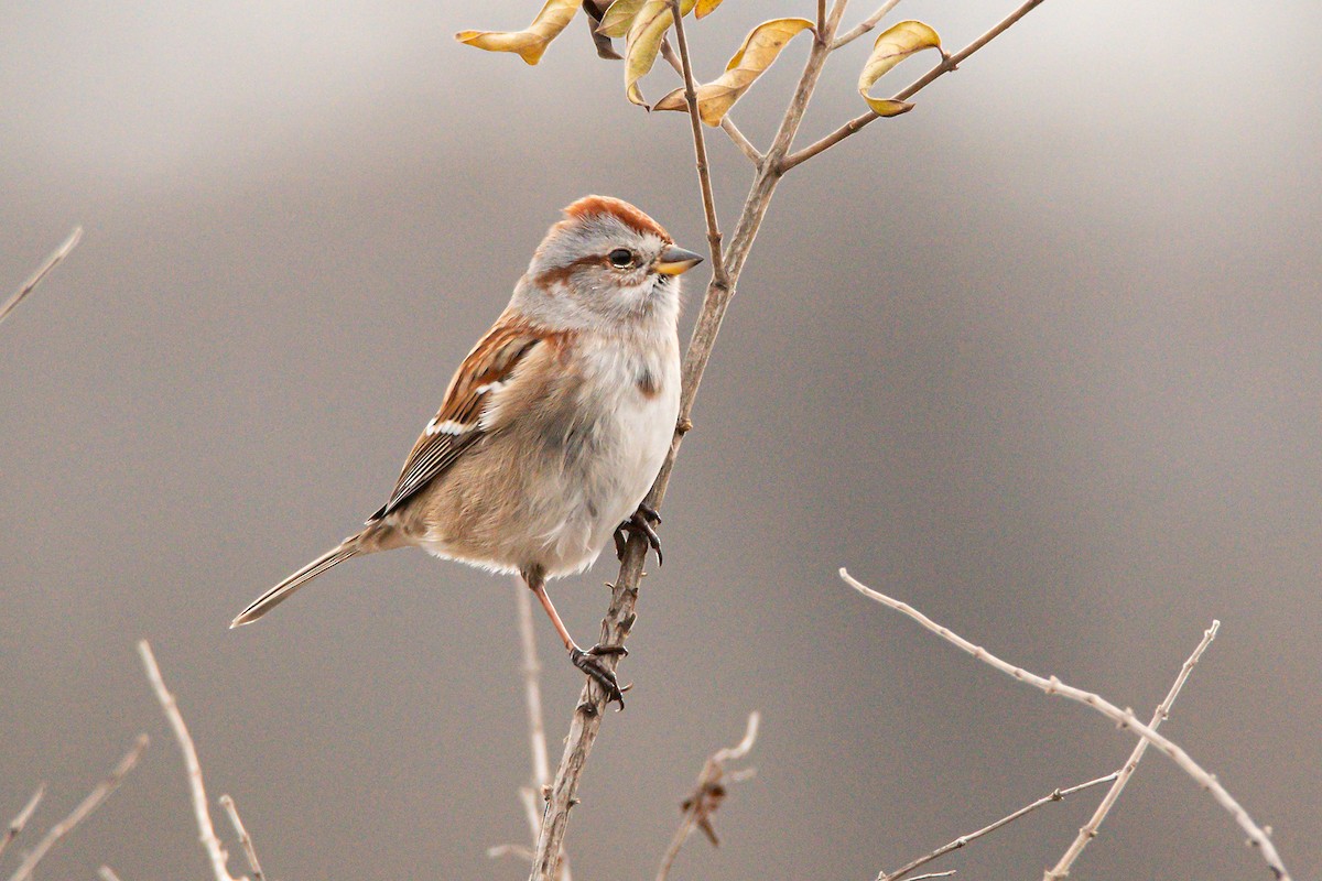 American Tree Sparrow - ML646868641