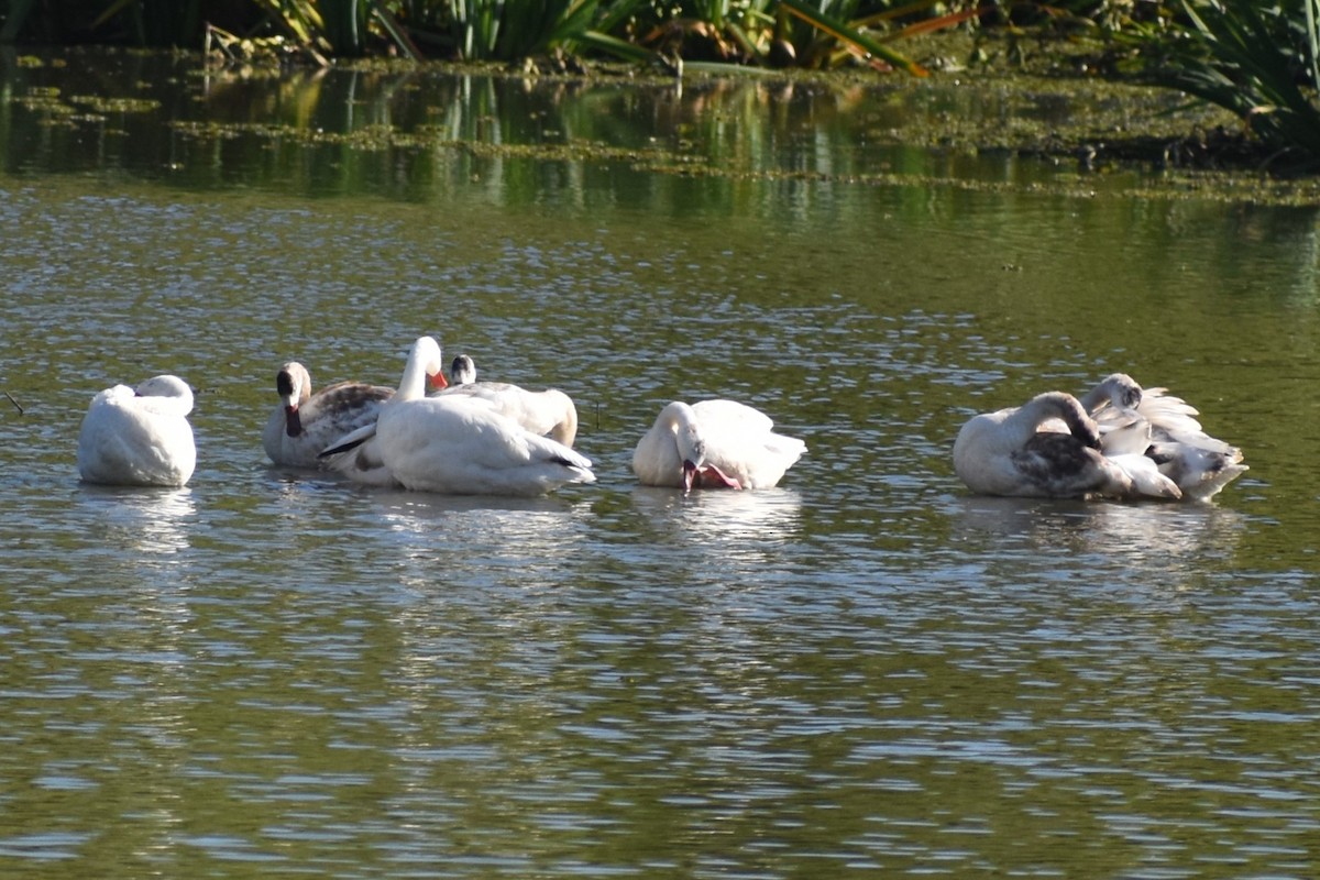 Coscoroba Swan - ML646868642