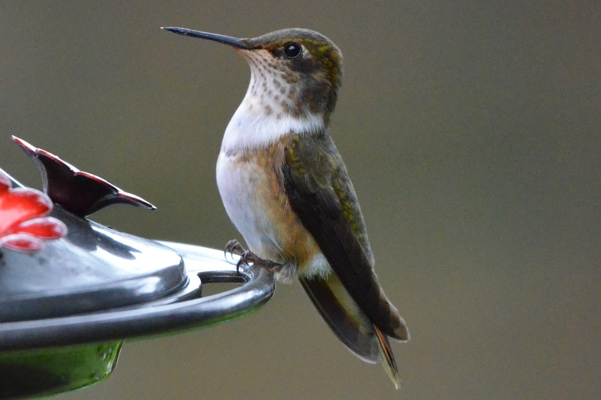 バラエリフトオハチドリ - ML646868646