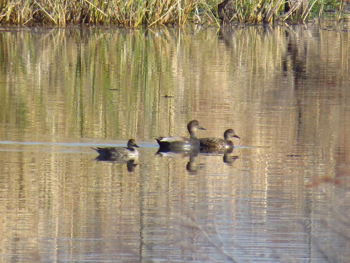 kopřivka obecná - ML646868647
