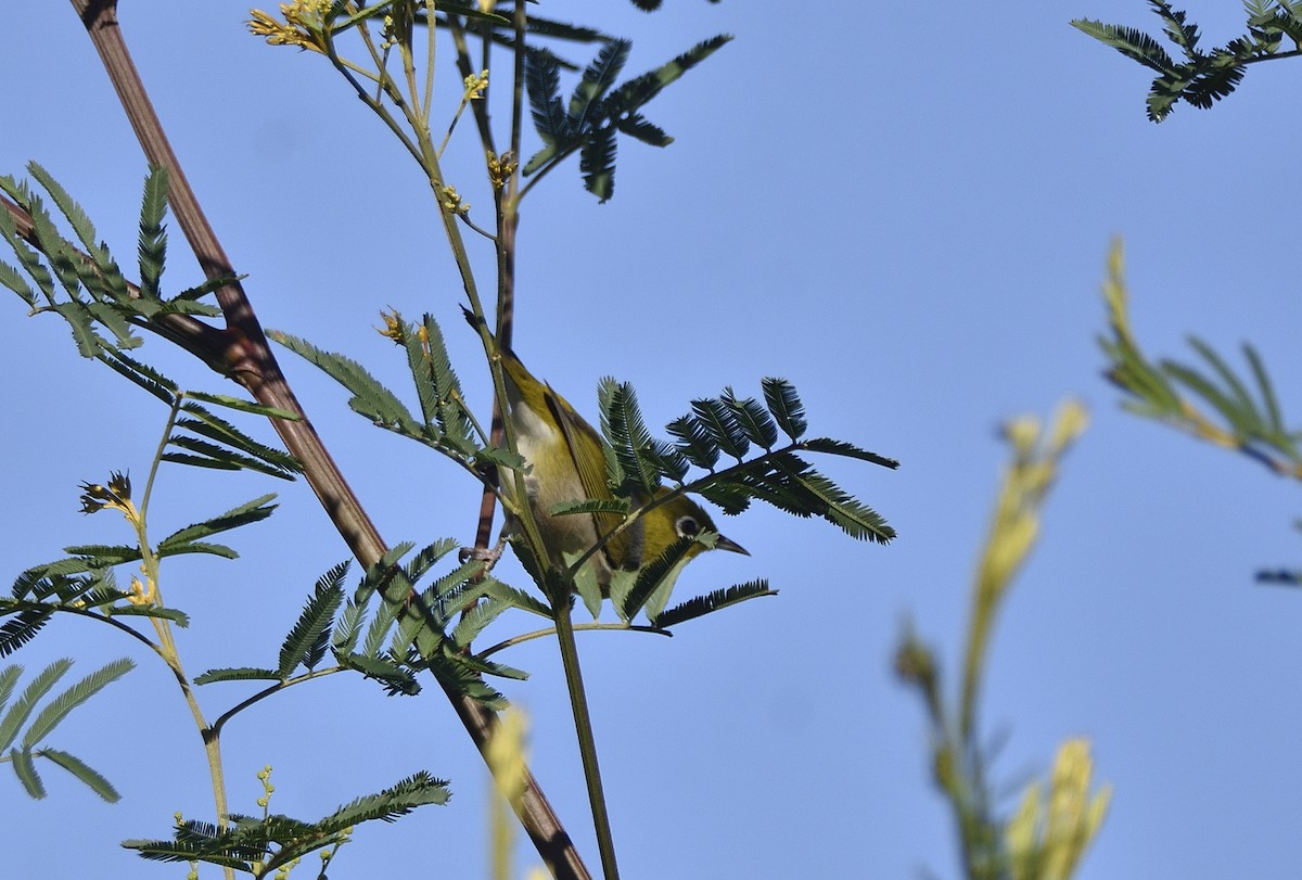 Окулярник сивоспинний - ML646868648